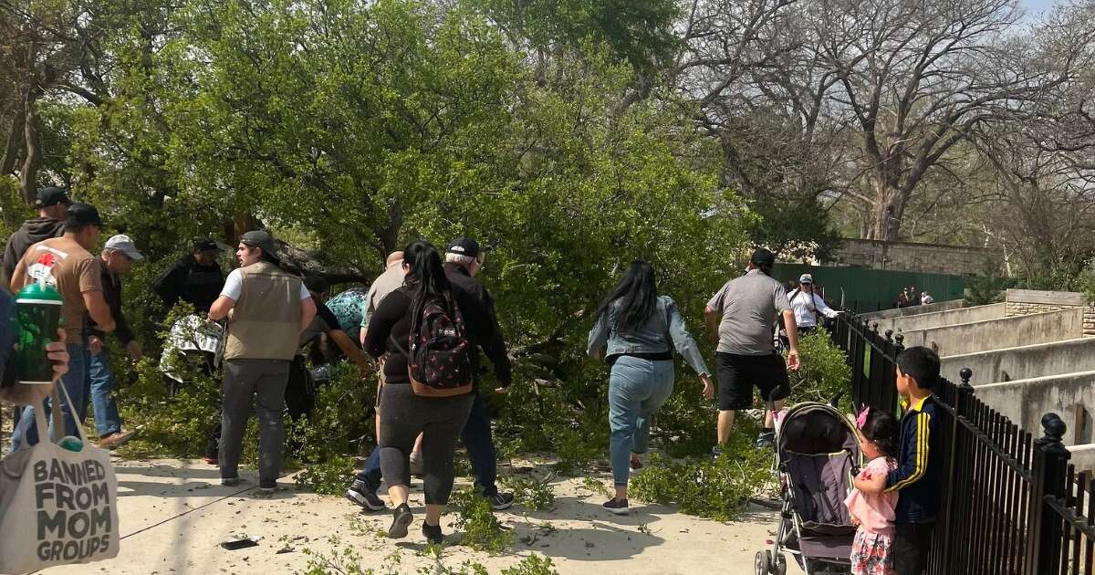 Tree falls at San Antonio Zoo, injuring parkgoers.