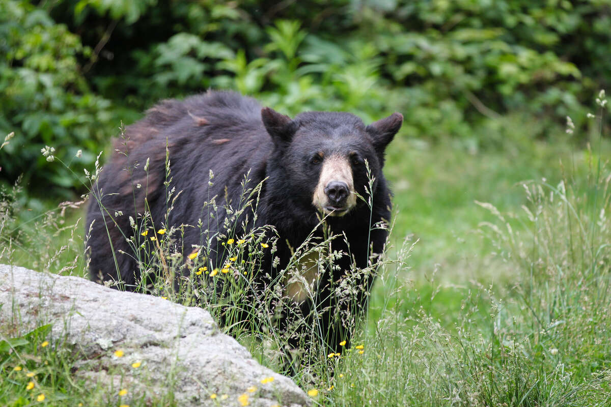 Black Bear Closes House Door After Woman Gently Urges It to Leave