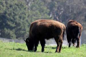 Listen: Secrets of the Golden Gate Park bison