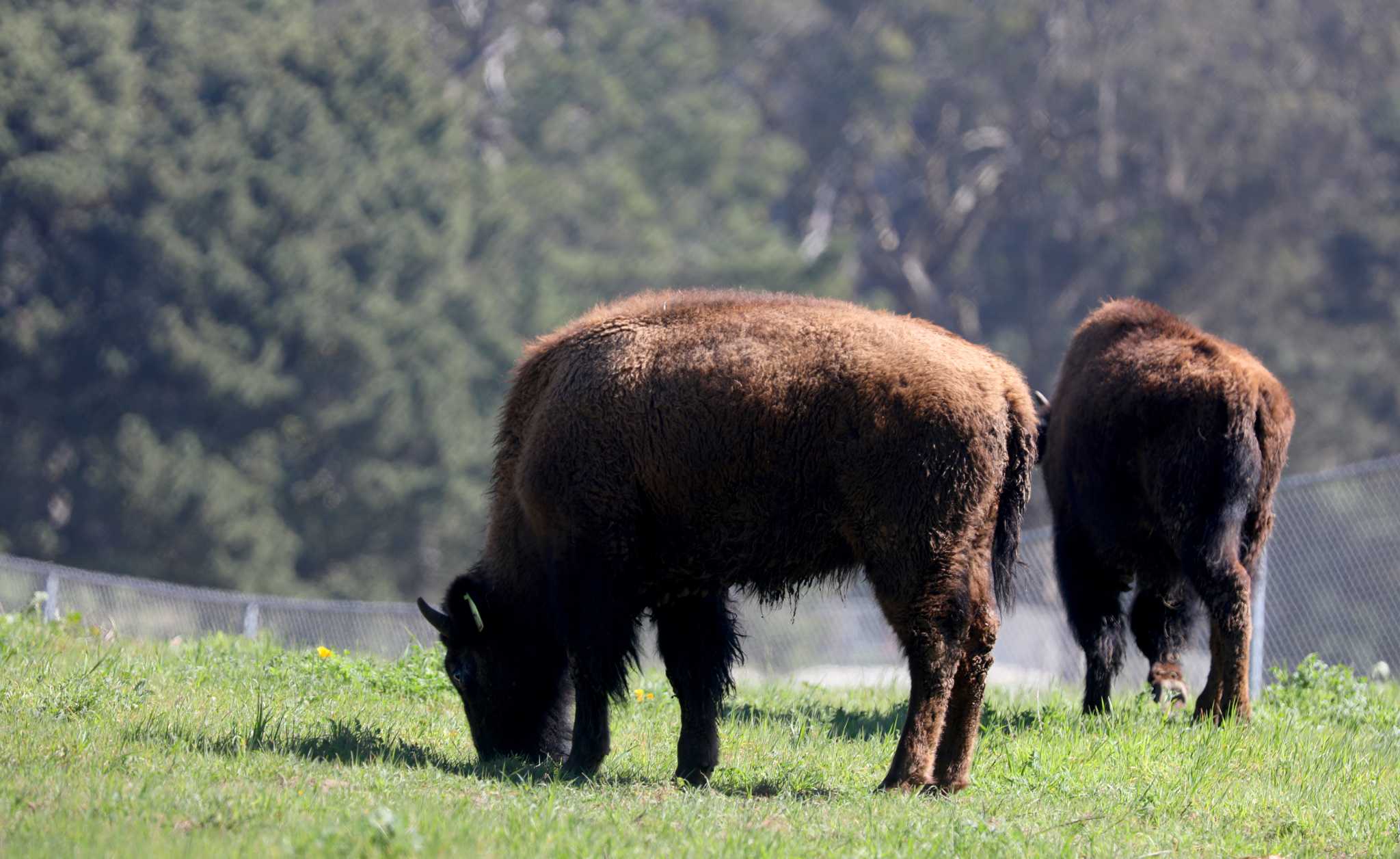 Secrets of the bison of Golden Gate Park in San Francisco