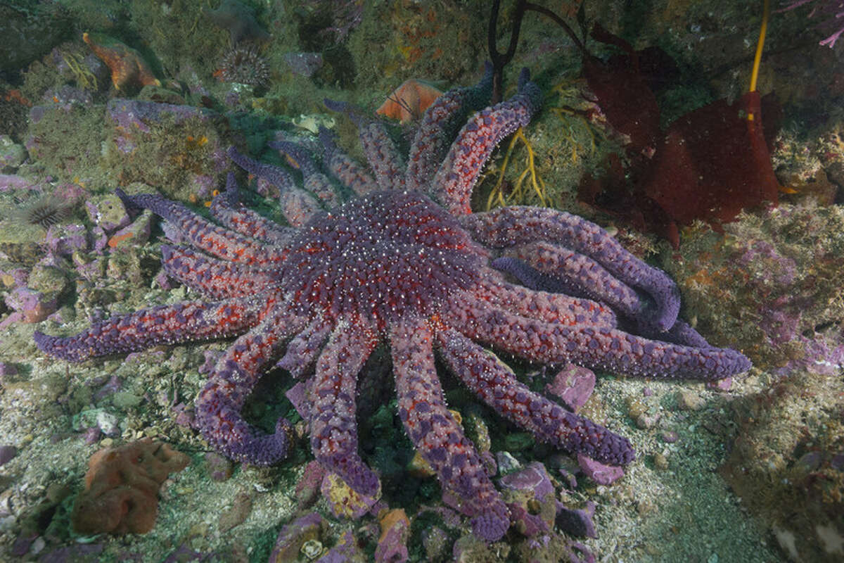 A sunflower sea star is pictured in the ocean. The National Oceanic and Atmospheric Administration proposed Wednesday to list the species as threatened under the Endangered Species Act, which signals that the species is likely to face the possibility of extinction in the near future.