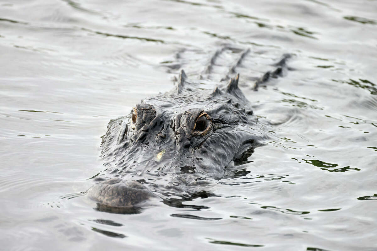 An alligator swims through the Wakodahatchee Wetlands on February 12, 2023 in Delray Beach, Florida, United States. South Florida is a popular location for wildlife due to the vegetation and hot humid days. 
