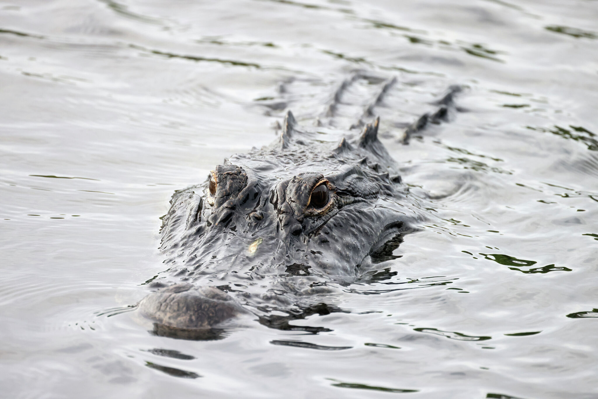 Teen arrested for killing alligator at Texas wildlife refuge