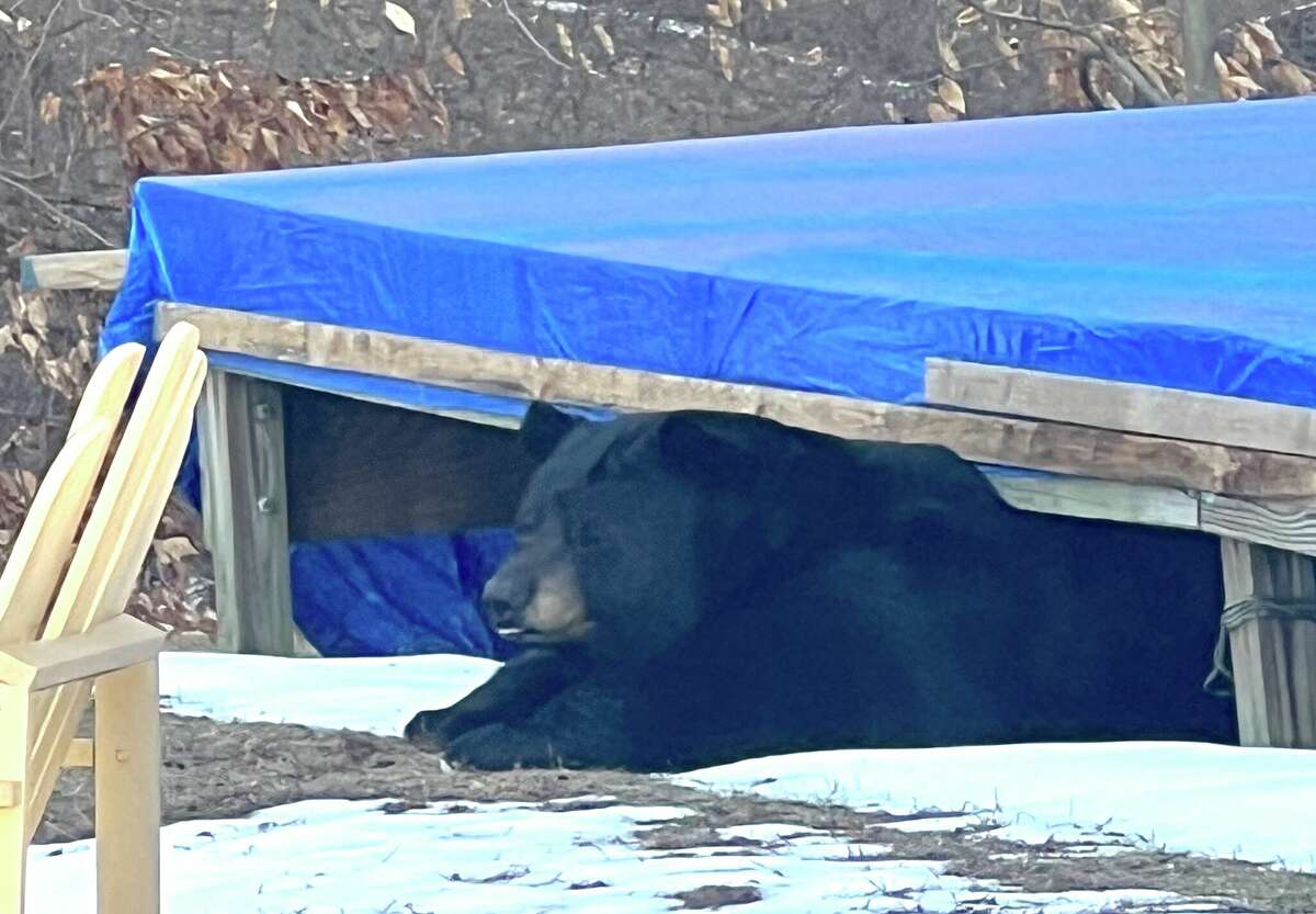 7 recent CT bear sightings from Easter egg hunts to pig pens