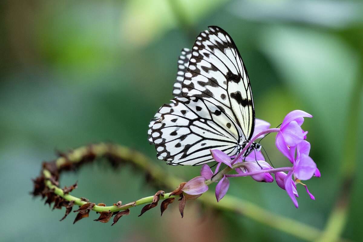 The Cockrell Butterfly Center at HMNS has reopened after accessibility renovations.