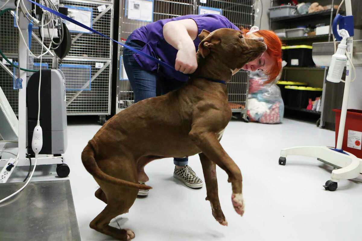 Volunteer Alyssa Fanguy checks Butters, a 3-year-old male pitbull terrier, at the Montgomery County Animal Shelter, Thursday, March 16, 2023, in Conroe. The shelter is lowering adoption fees to $10 from March 17- 24 in celebration of St. Patrick's Day.