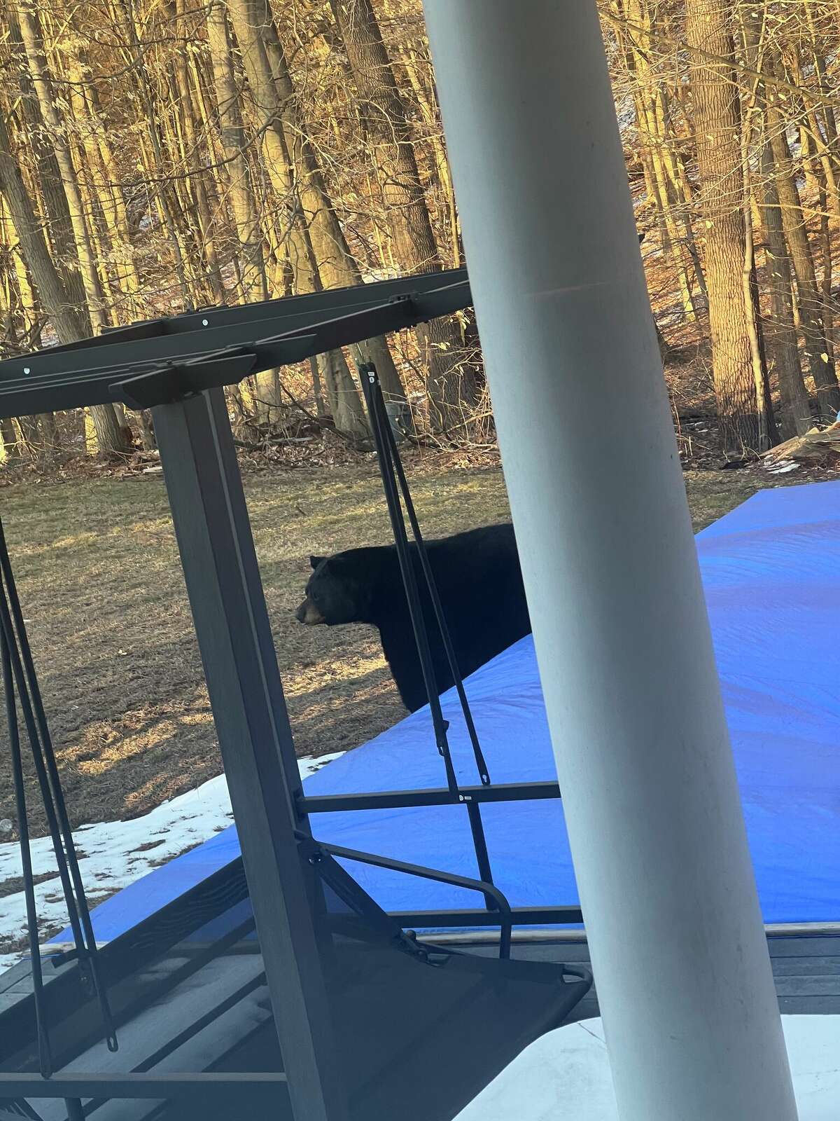 Marty the Bear emerging from under the deck in Plainville, Conn.