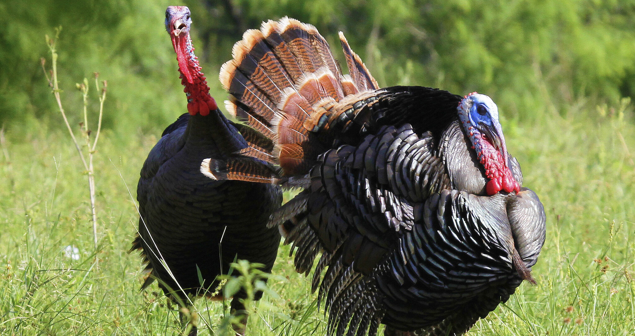 Texas Rio Grande turkey hunting The impact from nesting season
