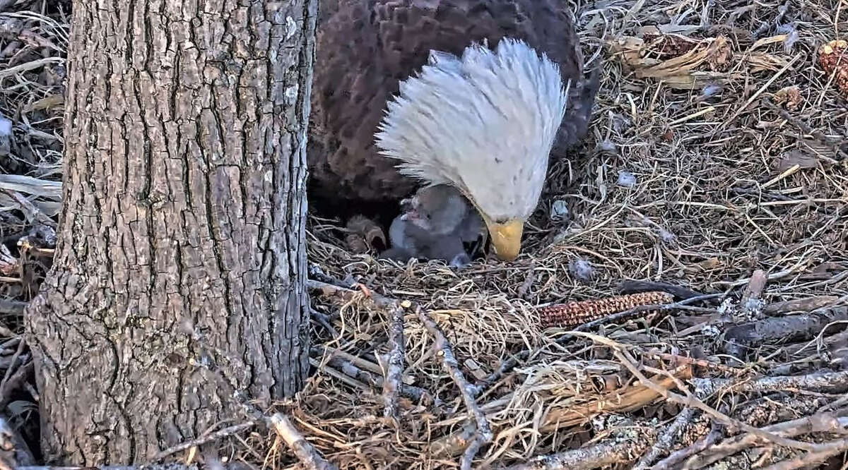 A bald eaglet hatched this week in a nest in Leesburg along the Dulles Greenway.