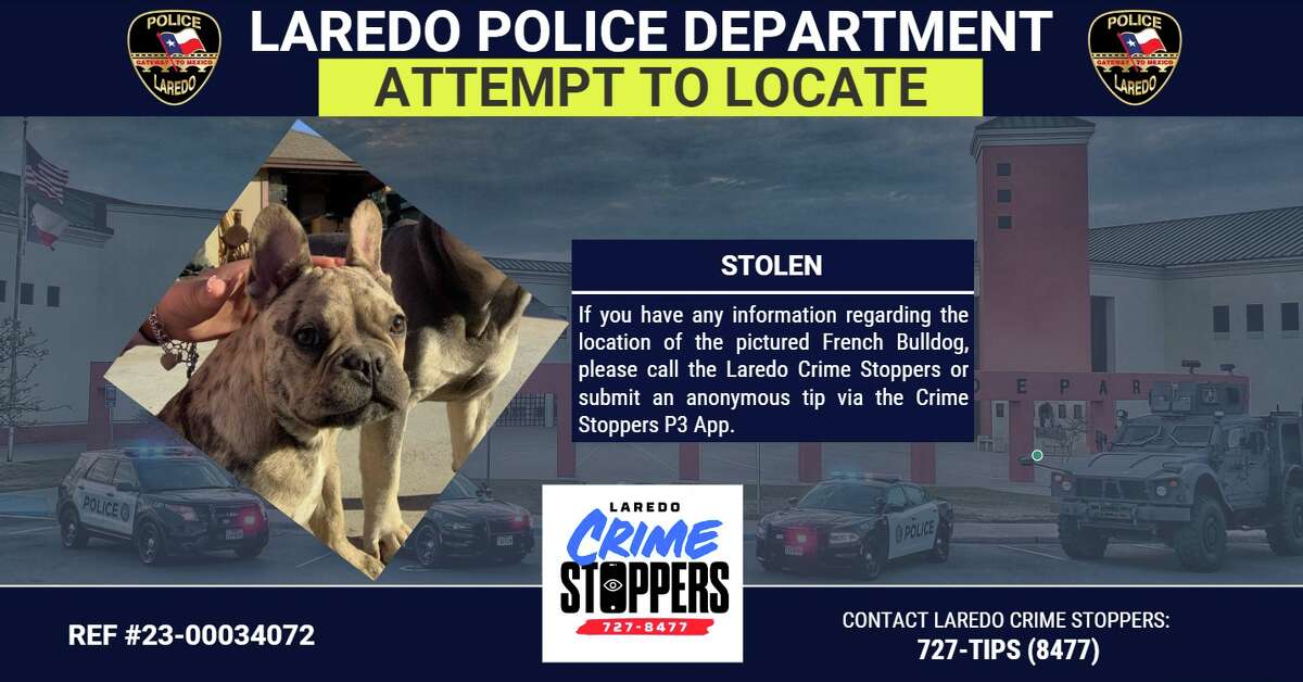 Laredo PD is asking for help locating stolen bulldog. 
