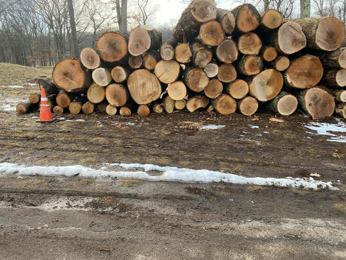 Leveled trees stacked at Yale Golf Course.