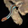 旧金山花纹蛇列为联邦于1967年并在1971年作为一个state-endangered物种。