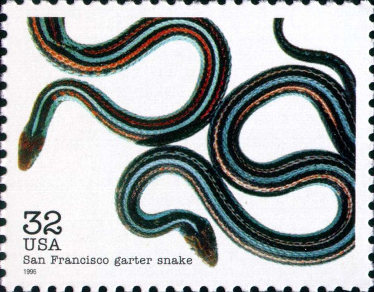 一种濒危物种纪念邮票，以旧金山吊袜带蛇为主题。