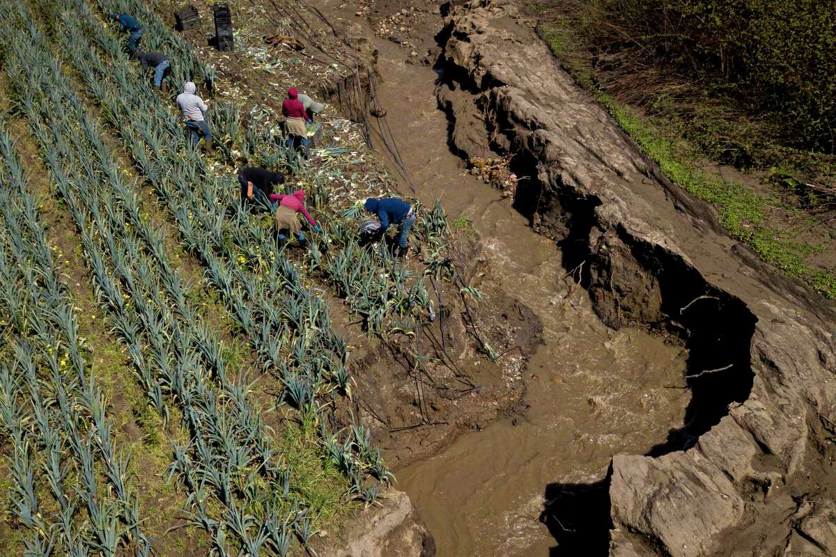 在沃森维尔的脏女孩农产品公司，员工们在曾经干涸的河床附近收割韭菜，现在这条河床正在流动，对田地造成了严重的侵蚀。