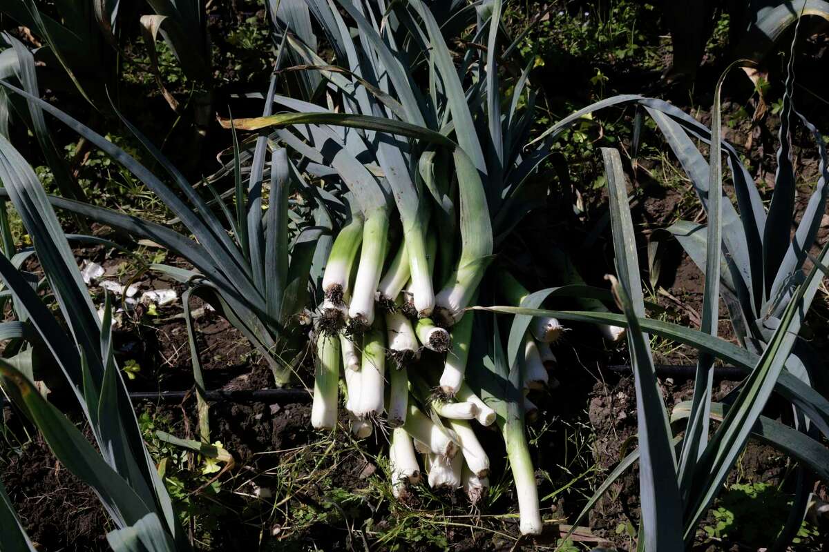 Harvested leeks sit in a field damaged by flooding at Dirty Girl Produce in Watsonville.