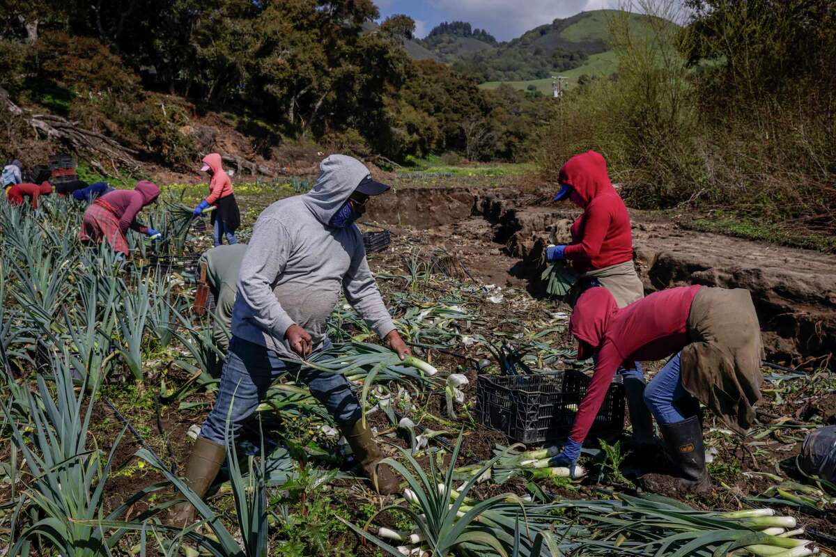 Farm employee Sergio Antonio Lopez, left, harvests leeks on a field at Dirty Girl Produce in Watsonville in March. 