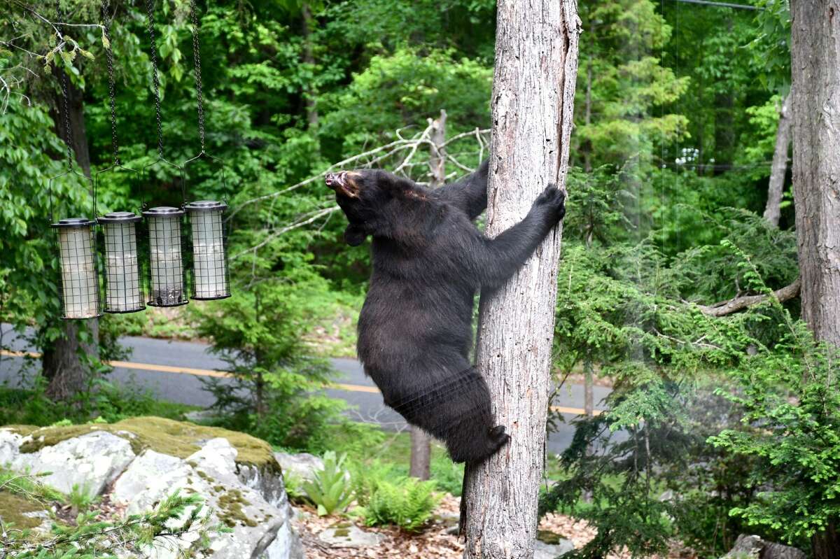 A black bear was spotted climbing up a tree on Carmen Hill Road in Brookfield, Conn on Tuesday, May 31, 2022.