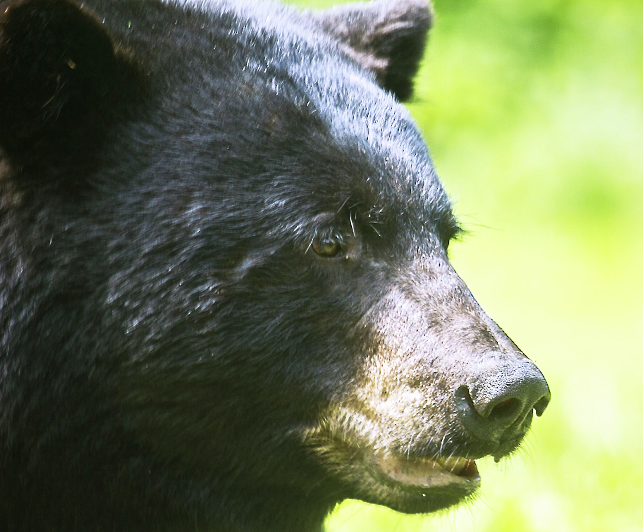 Bear incidents are on the rise in Vermont. What should you do to avoid  them?