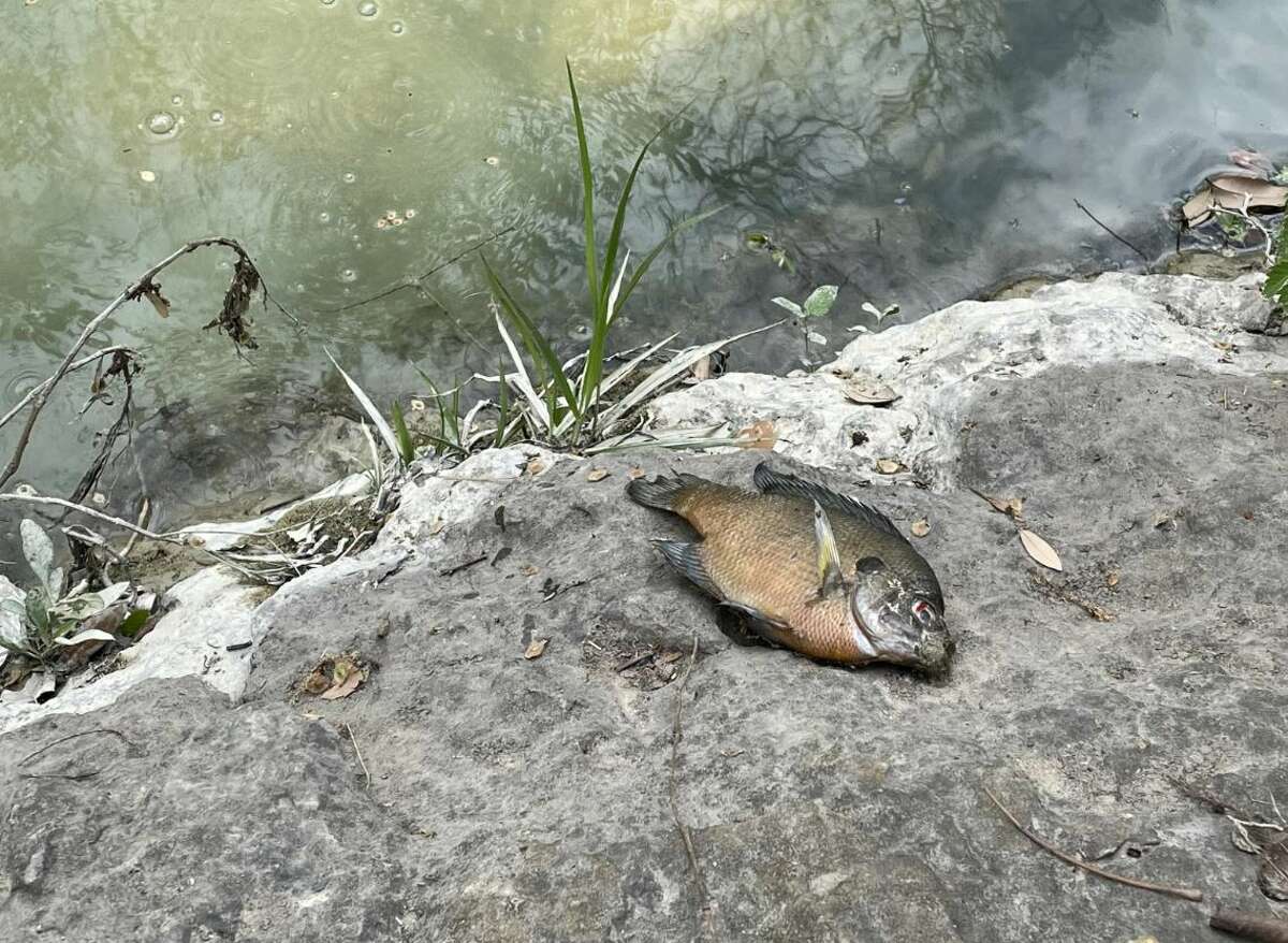 A major waterline break in North Austin turned Shoal Creek green and killed dozens of fish.