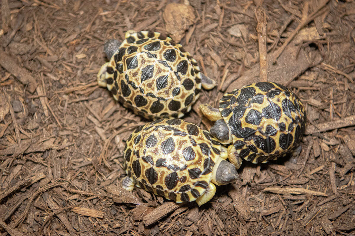 The new tortoises will be kept in the Reptile and Amphibian House until they are big enough to join their parents.