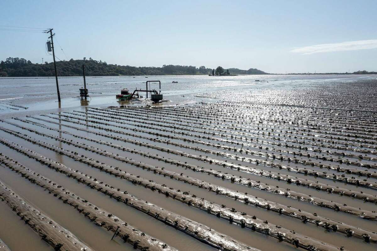 Flooded strawberry fields in Pajaro, California, U.S., on Wednesday, March 15, 2023. Flooding from a levee breach on the Pajaro River Friday put nearly 2,000 residents under mandatory evacuation orders.