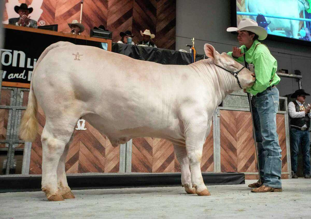 Houston Rodeo 'auction angels' champion student livestock show underdo