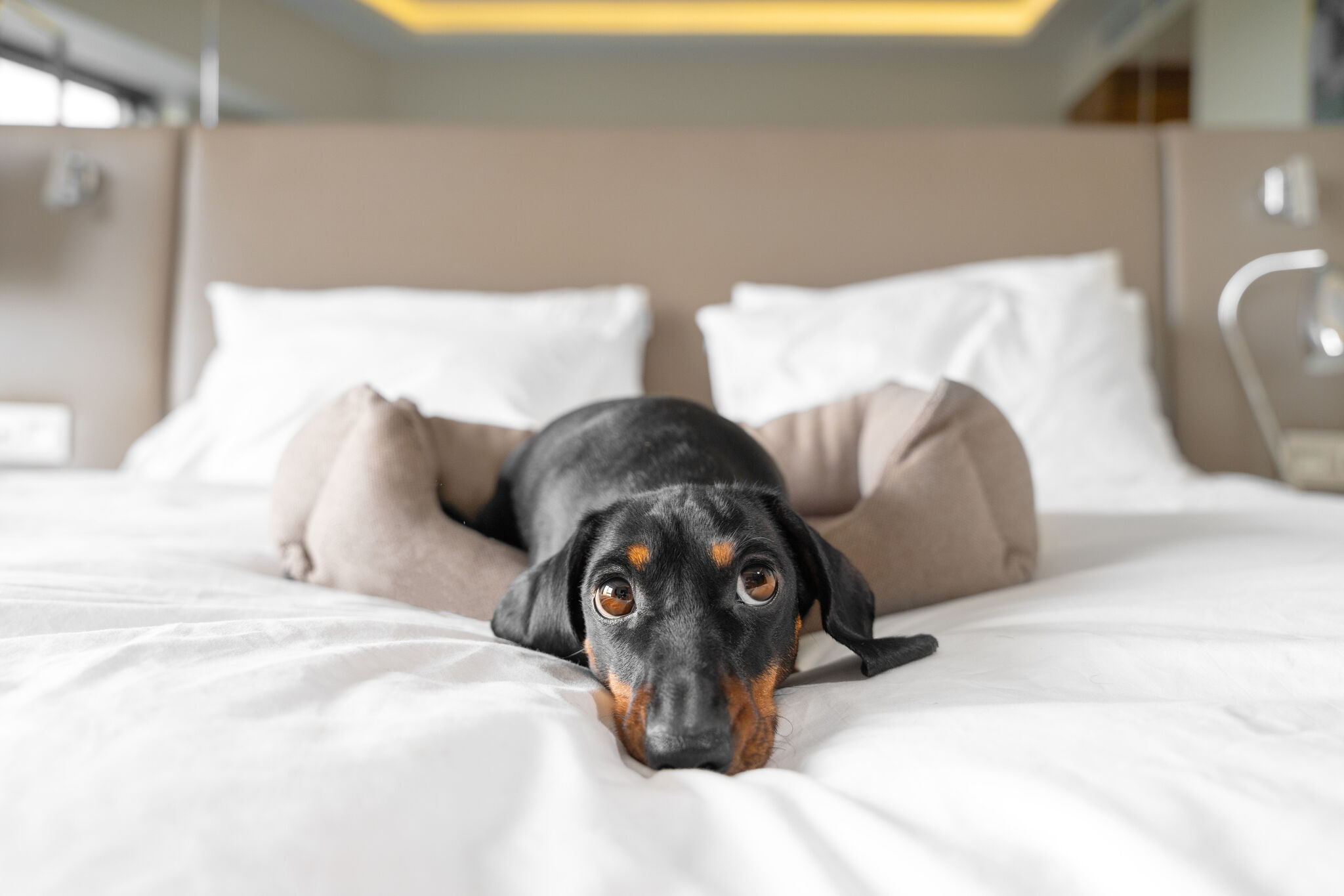 10 Best Pet Friendly Hotels Katy TX - Where Pets are Welcome