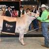 The Houston Rodeo's top steer was auctioned off to the self-proclaimed "largest landowner and developer in northwest Harris County." 