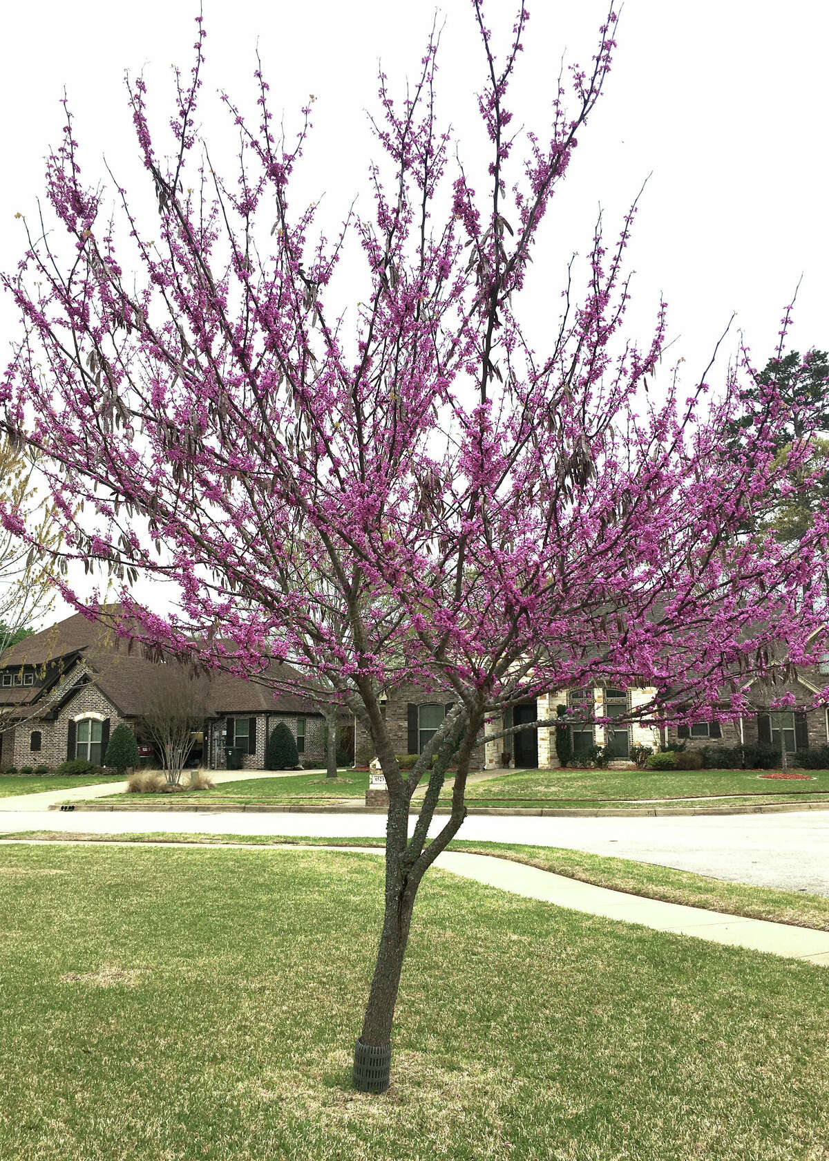 Redbud tree causes concern, live oak leaves could harm groundcover