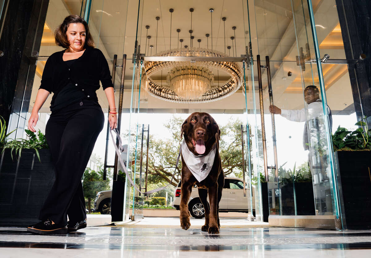 11 best petfriendly hotels in Houston for dog and cats
