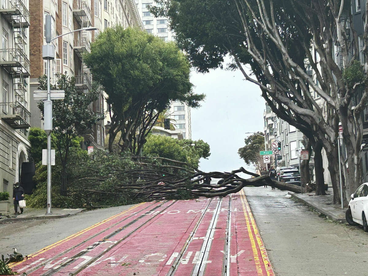 Trees fall across greater Bay Area amid high winds
