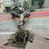 A fallen tree blocks Cable Car tracks at Powell Street and Pine Street in San Francisco Calif., March 21, 2023