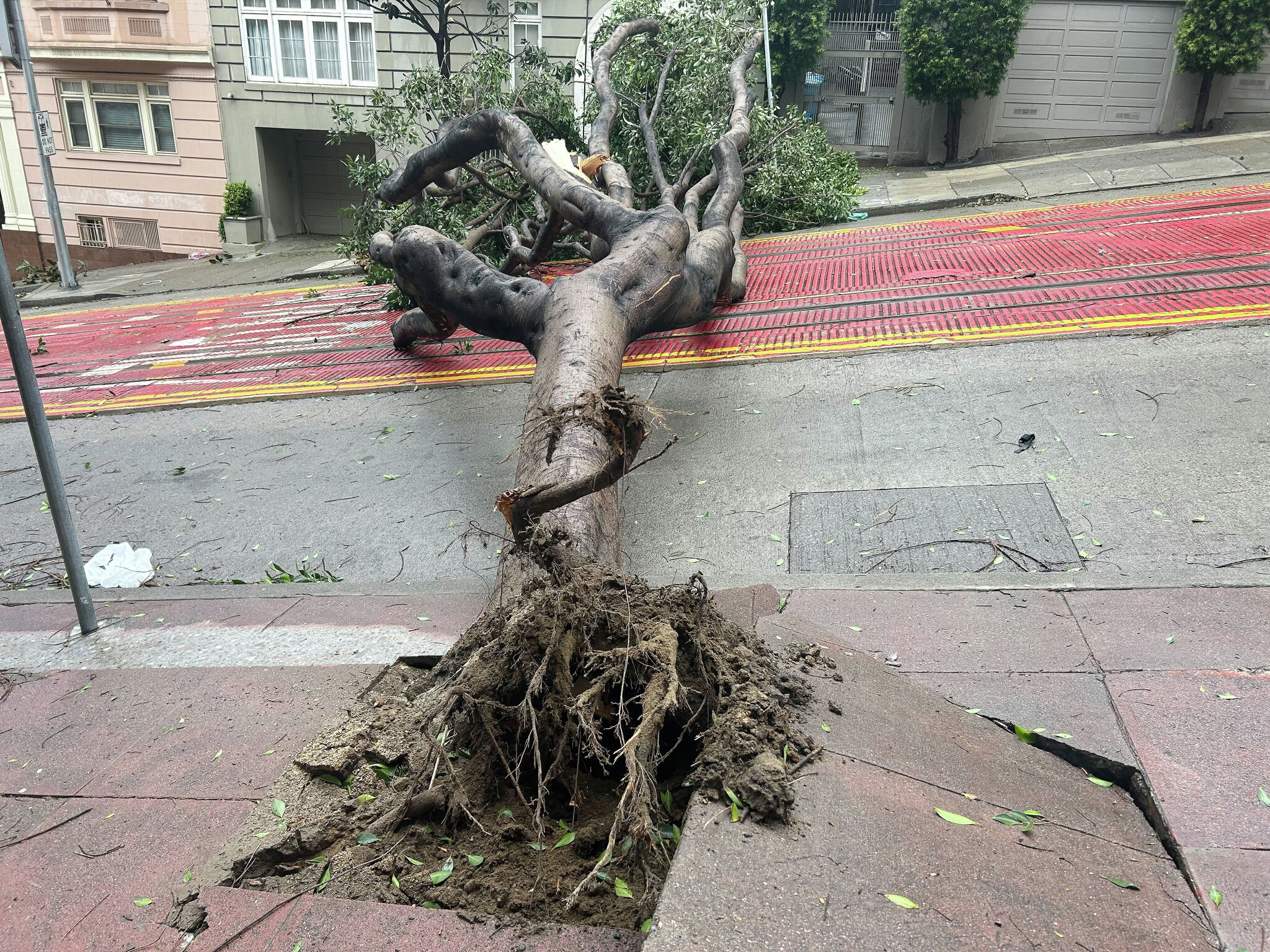 4 people critically injured by fallen trees in San Francisco