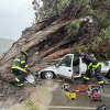 A large eucalyptus tree fell on a pick up truck in Newark Calif., March 21, 2023