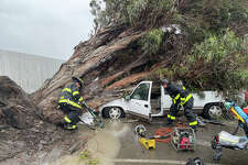 A large eucalyptus tree fell on a pick up truck in Newark Calif., March 21, 2023