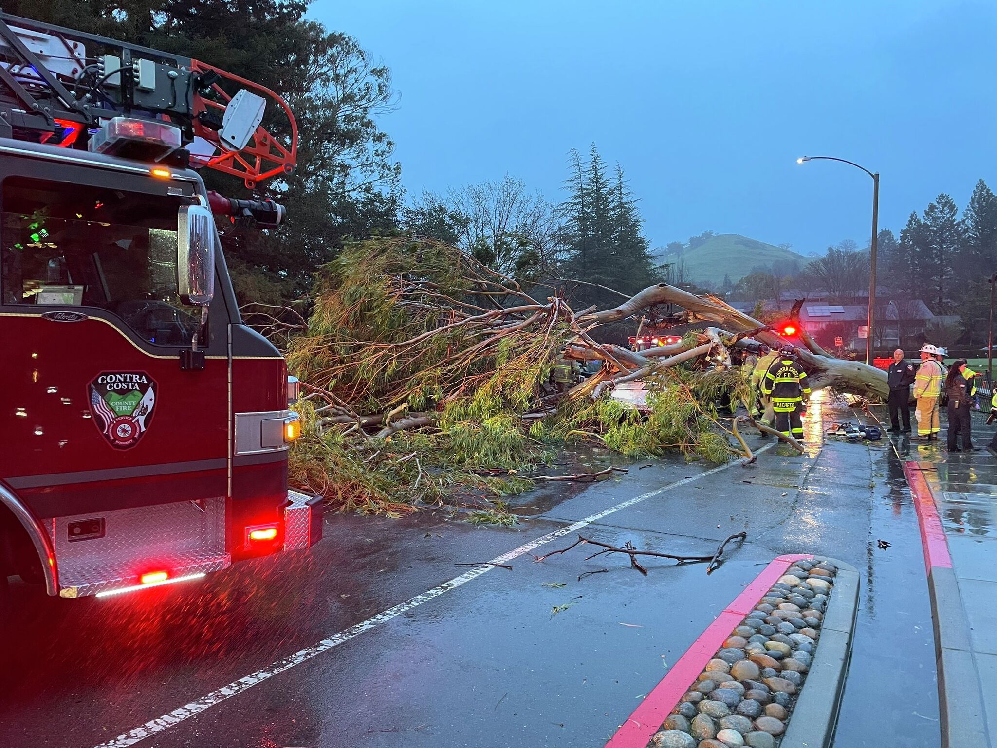 Two dead, three critically injured in Bay Area tree falling incidents