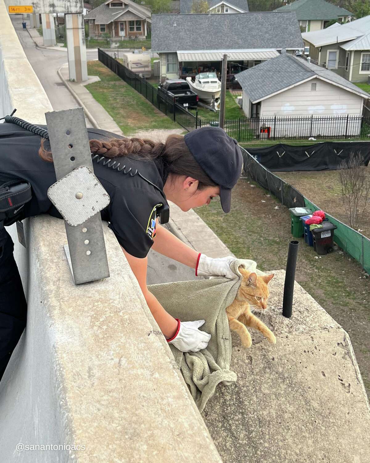 Cat named Bridges rescued from busy overpass in San Antonio