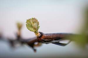 How a cold snap this weekend could determine this year’s wine harvest