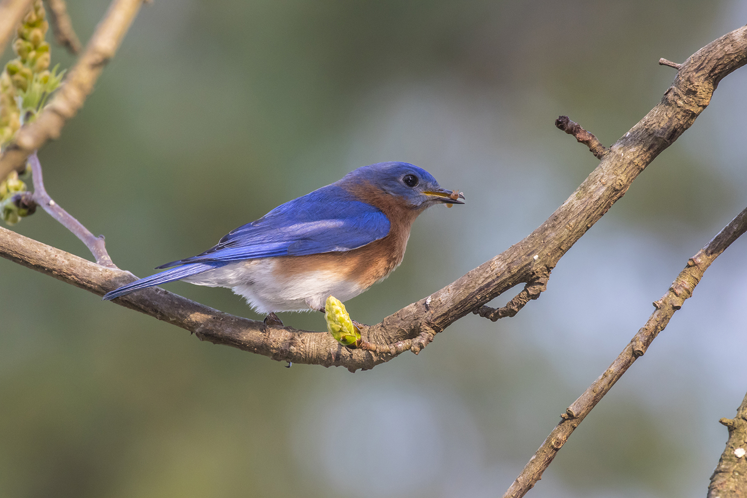 Songbirds’ spring plumage is colorful by design