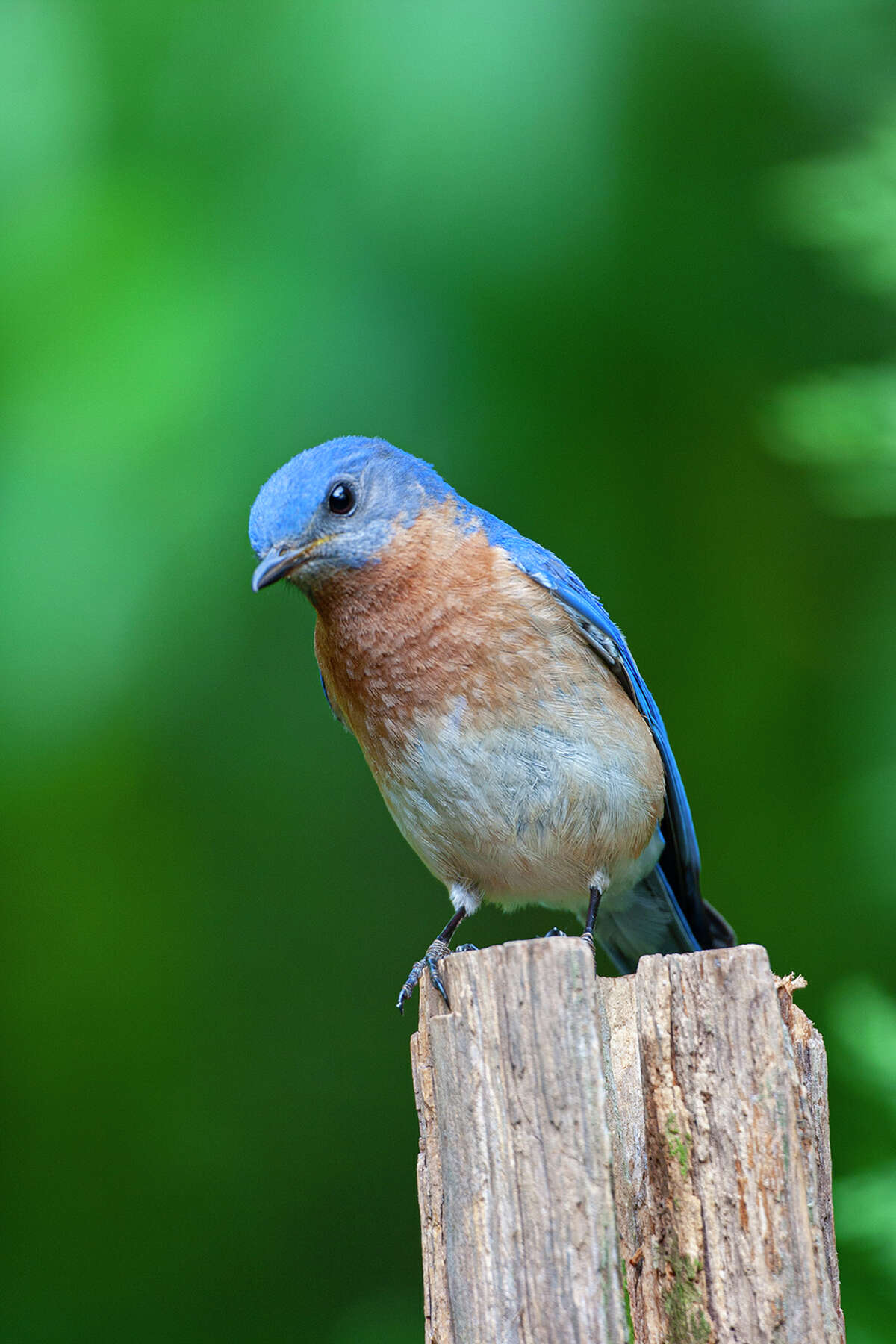Songbirds' spring plumage is colorful by design