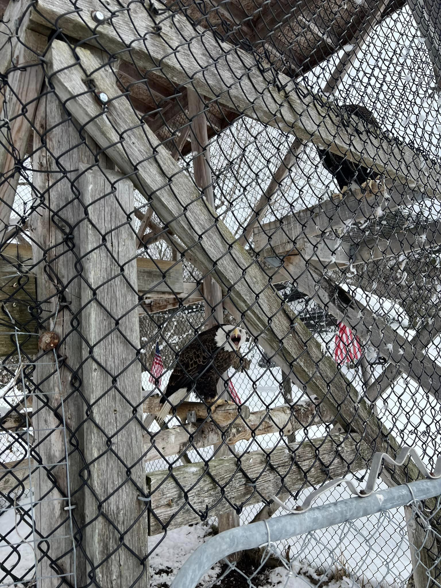 Snow collapsed bald eagle aviary at Grafton bird sanctuary - Vimarsana News