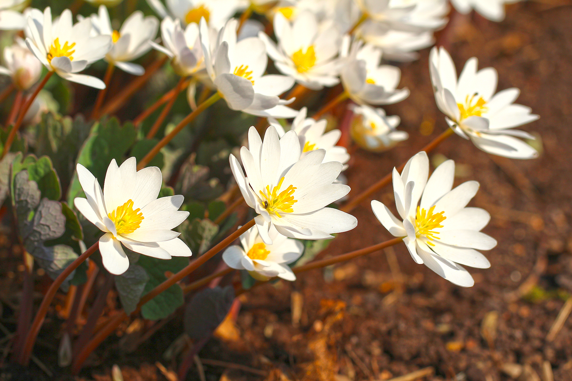 Bloodroot is a favorite spring ephemeral - Vimarsana News