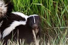 The striped skunk (Mephitis mephitis) can be found all over the United States and Texas, including neighborhoods in San Antonio such as Beacon Hill.
