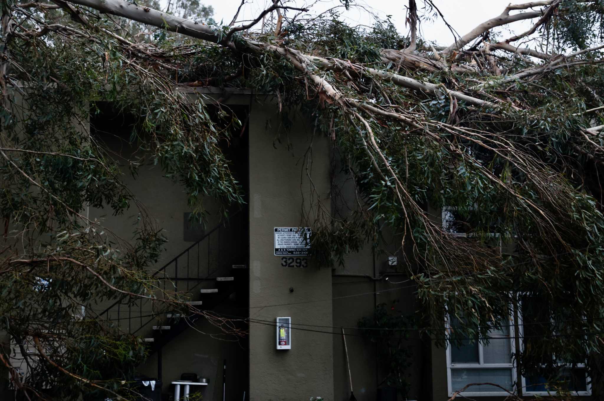 Winds Tree Risk California trees are toppling in storms. Here are the risk factors