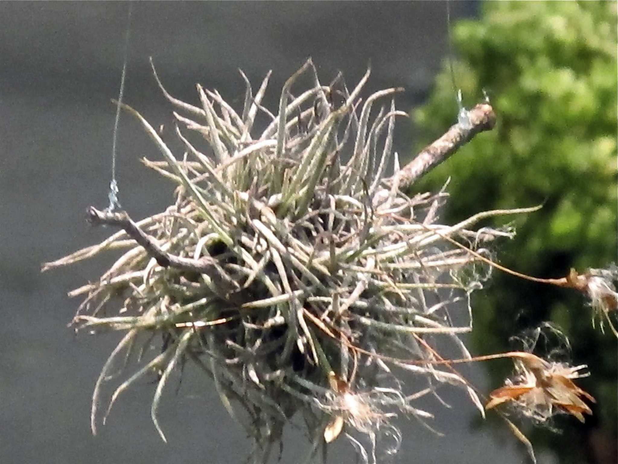 Is ball moss store poisonous to dogs