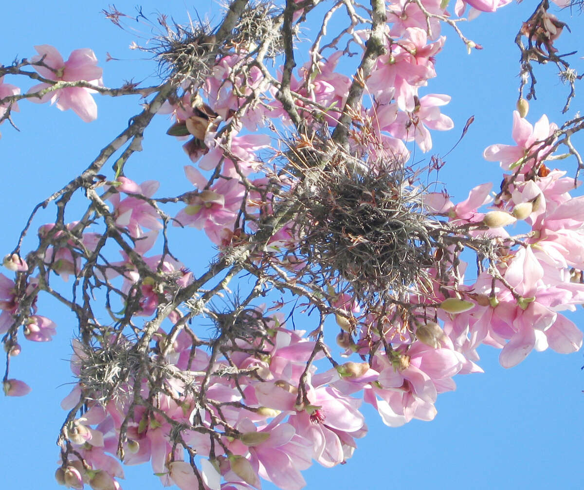 Is ball moss harmful? Is this snake poisonous? Ask the expert