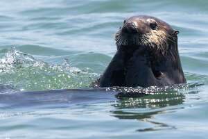 Deaths of four otters have California scientists worried. Here’s why