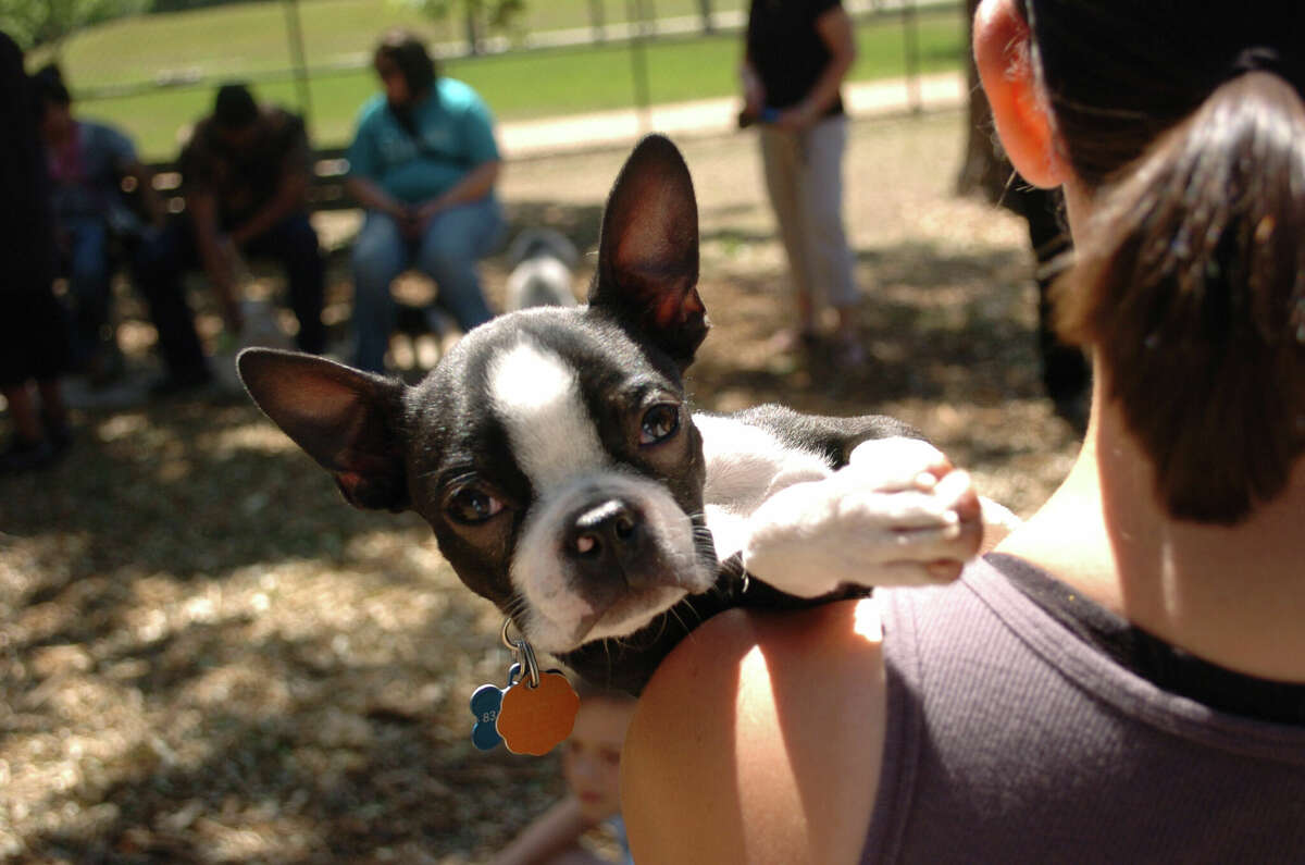 Jessica Shannon holds onto her Boston Terrier Buckley Saturday, April 24, 2010, at the Houston Dog Park Association's Grand Opening Party for the TC Jester Dog Park.