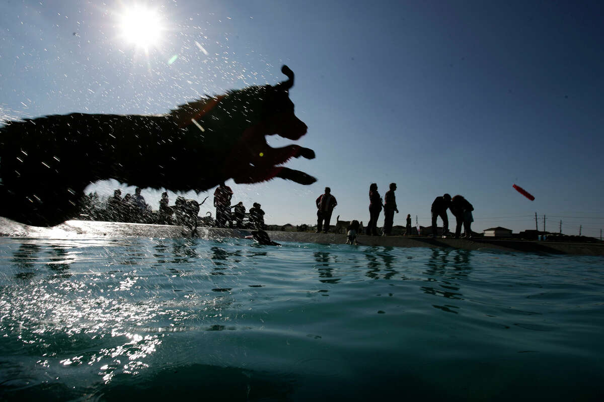 Molly, a black labrador, jumps after a toy in a pond in the new dog park at Gene Green Beltway 8 Park Saturday, Feb. 27, 2010, in east Houston. The park held a grand opening with hundreds of dogs attending.