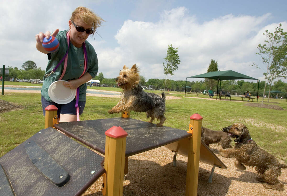 Robin Elliott, of Houston, leads Cosmo, Jenny Sieman's Yorkshire terrier, along with her cocker spaniels over a ramp obstacle during the dedication ceremony of the Dog Park at Congressman Bill Archer Park Wednesday, May 2, 2007, in Houston. The Dog Park is a 35 acre facility with 17 acres of open space for off leash actifvities, with two lakes shaped as dog biscuits.